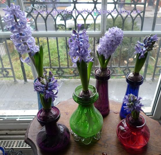 forced hyacinths
