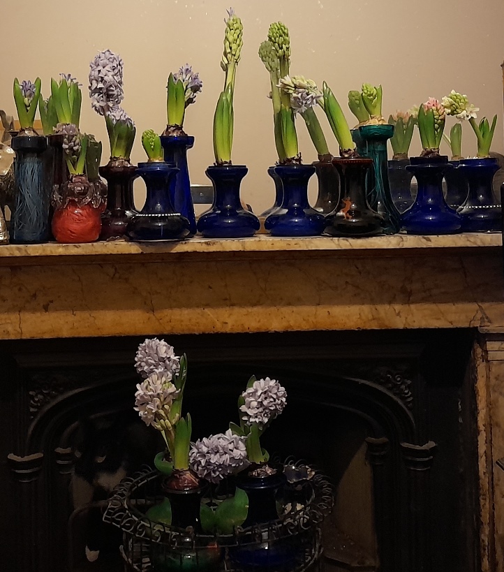forced hyacinths in hyacinth vases