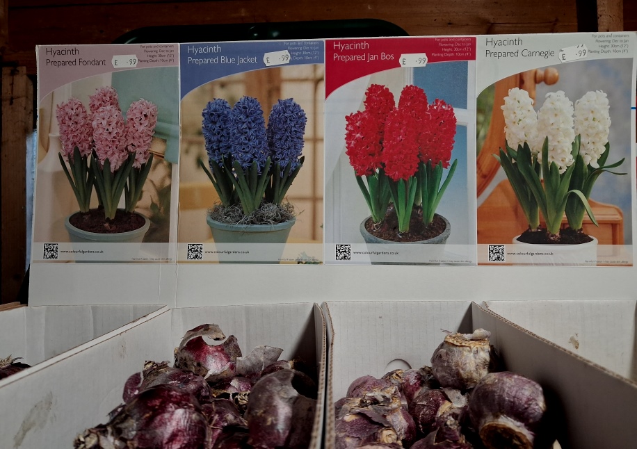 prepared hyacinth bulbs
