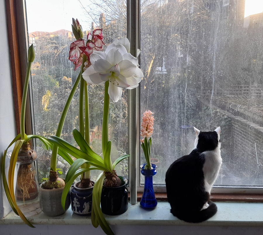 white amadeus minerva amaryllis