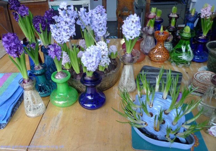 forced hyacinths