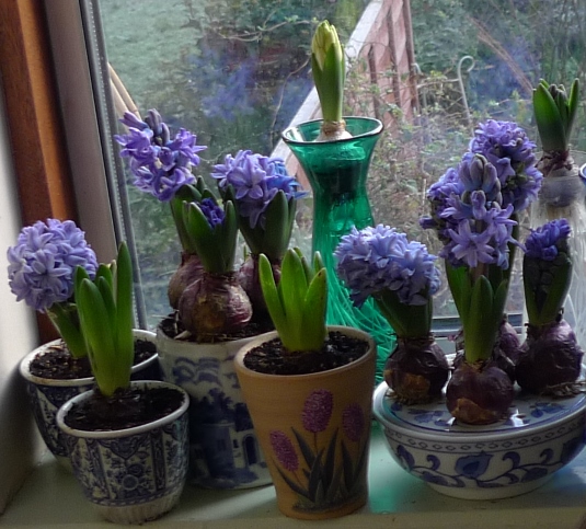 forced hyacinths for Christmas