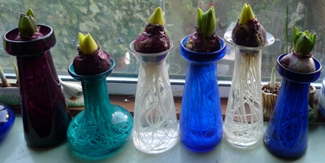 fat buds on the hyacinths