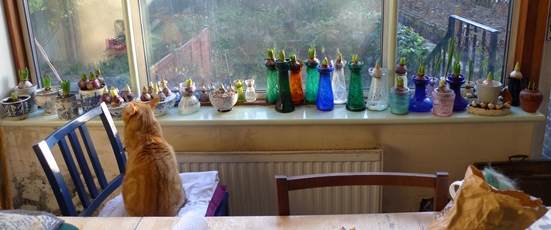 forced hyacinths in vases bowls and pots