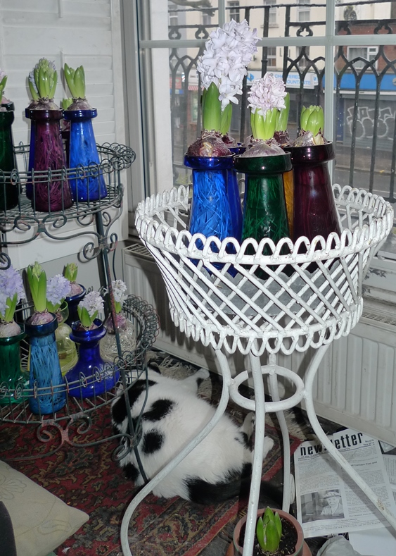 forced hyacinths in bloom in hyacinth vases