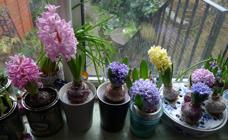 forced hyacinths in bloom