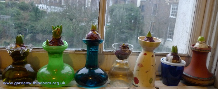 hyacinths in bud in hyacinth vases