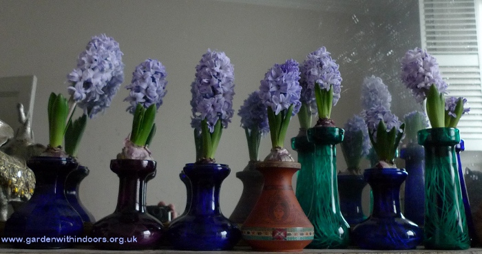 forced hyacinths in hyacinth vases