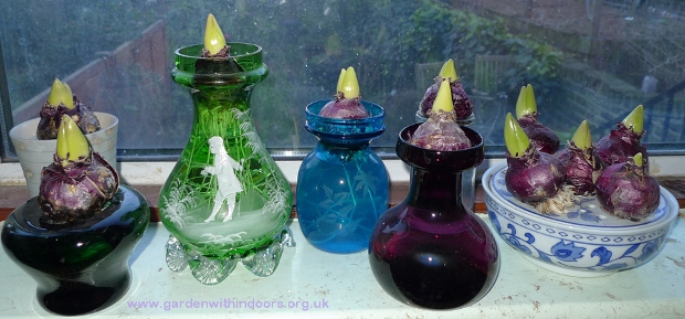 forced hyacinth bulbs