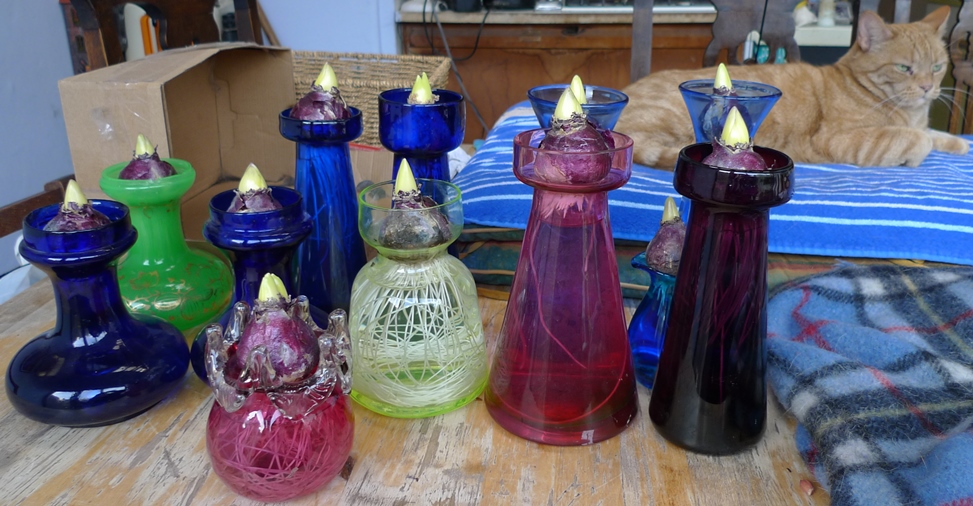 forced hyacinths out of dark 