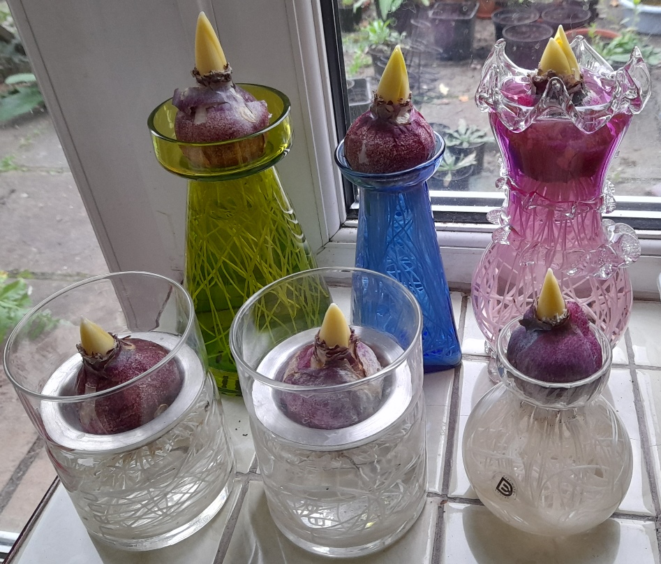 hyacinths in hyacinth vases