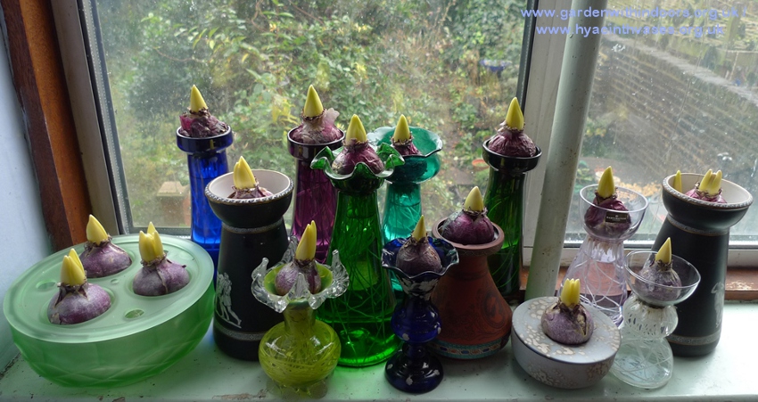 forced hyacinth bulbs in vases for Christmas