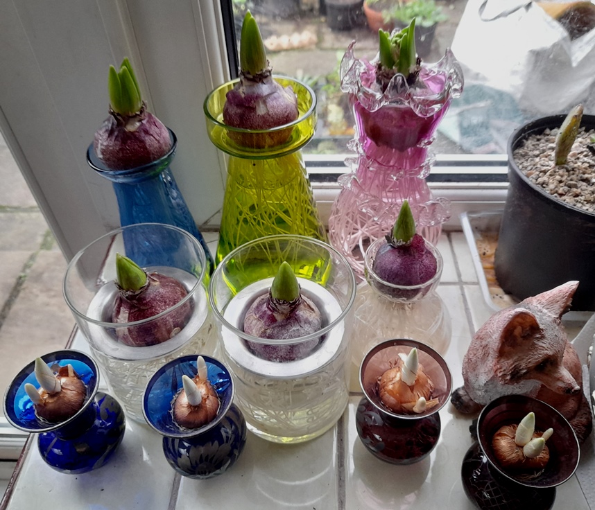 hyacinth vases with hyacinth bulbs Christmas forcing