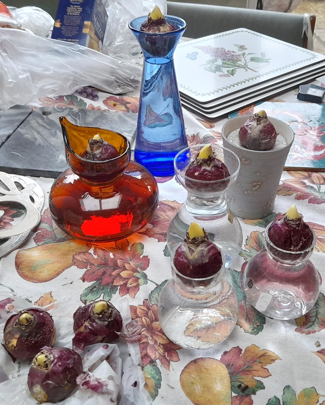 hyacinth vases with hyacinth bulbs