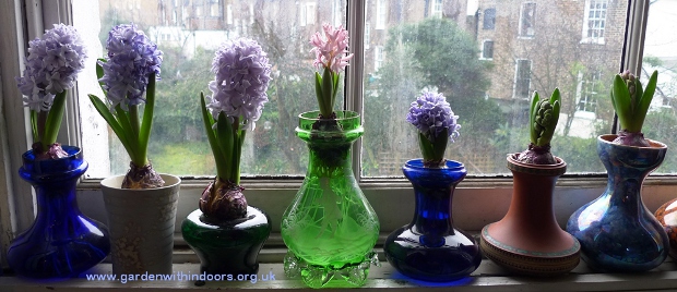 forced hyacinths hyacinth vases