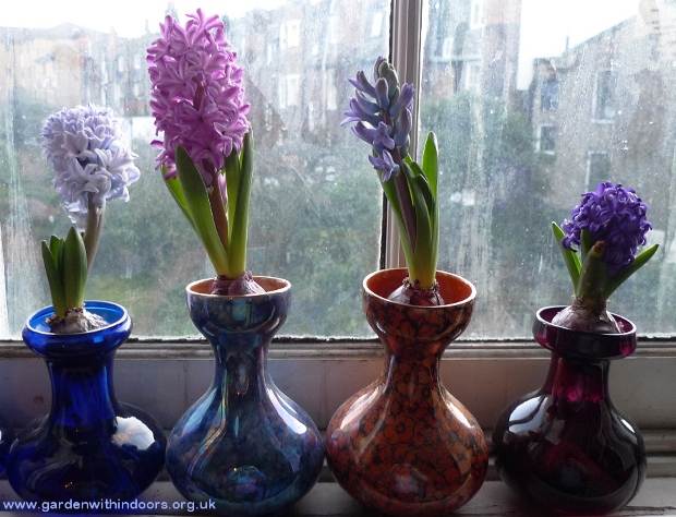 forced hyacinths in hyacinth vases