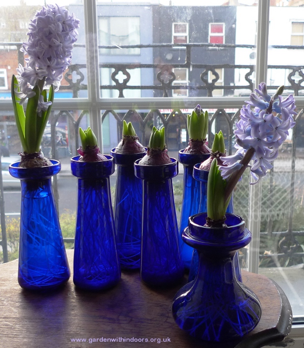 forced hyacinths in hyacinth vases