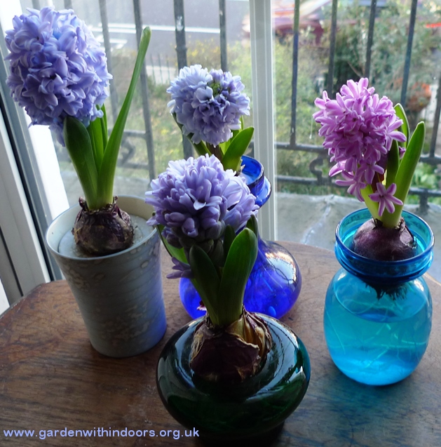 forced hyacinths in hyacinth vases