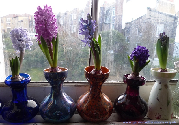 forced hyacinths in hyacinth vases