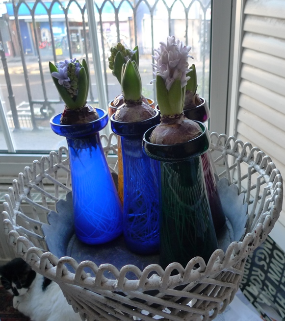 forced hyacinths upstairs in planter