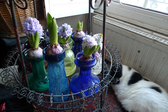 forced hyacinths end of December