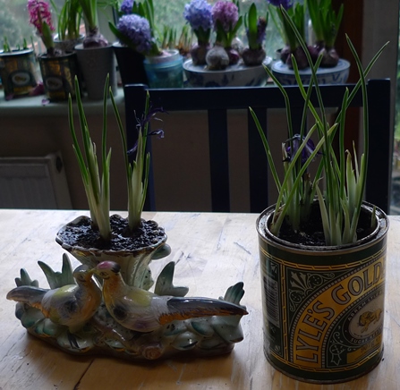 iris reticula indoors