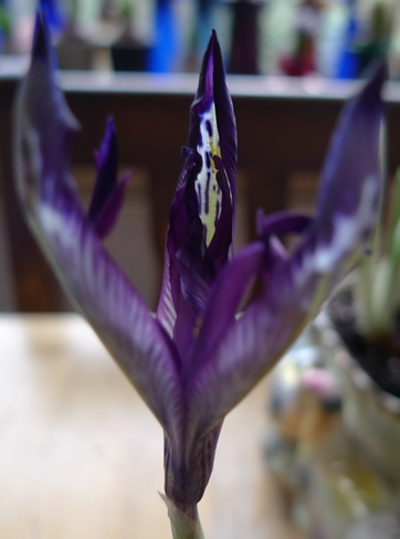 iris reticulata