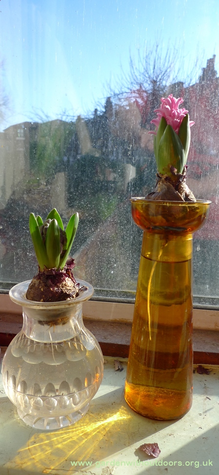 forced hyacinths in hyacinth vases