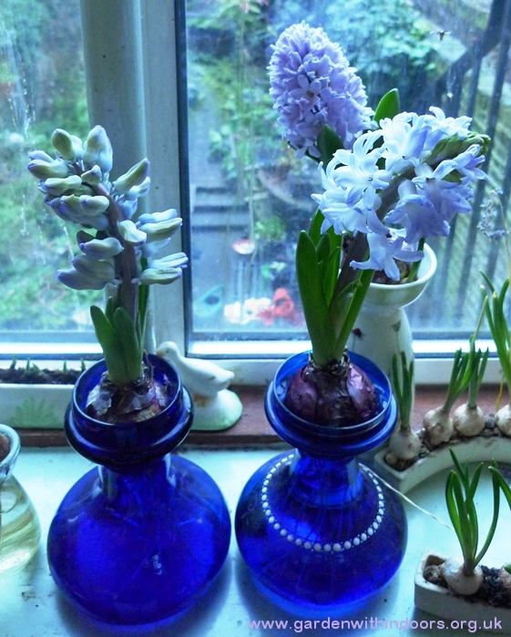 forced hyacinths in hyacinth vases