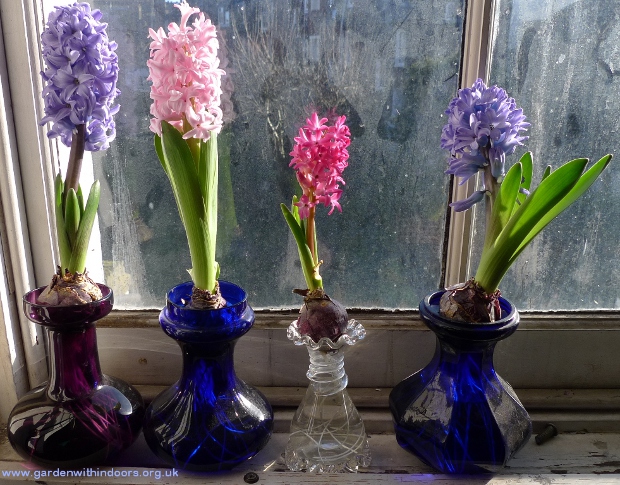 forced hyacinths in hyacinth vases