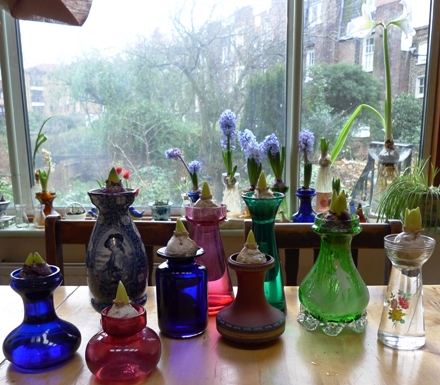 last hyacinth bulbs out of cellar end of January