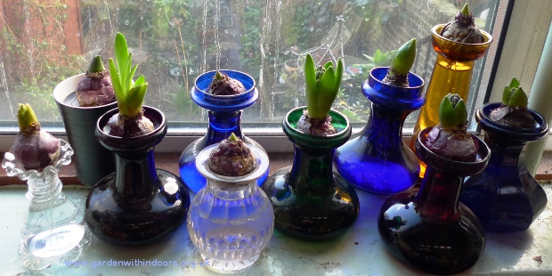 forced hyacinths in hyacinth vases