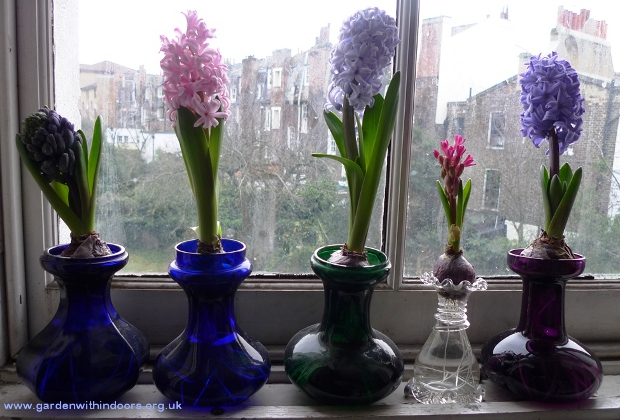 forced hyacinths in hyacinth vases
