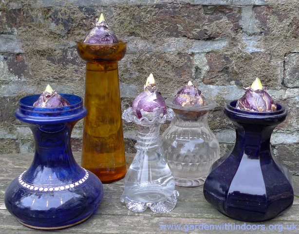 last hyacinth vases out of the dark of the season