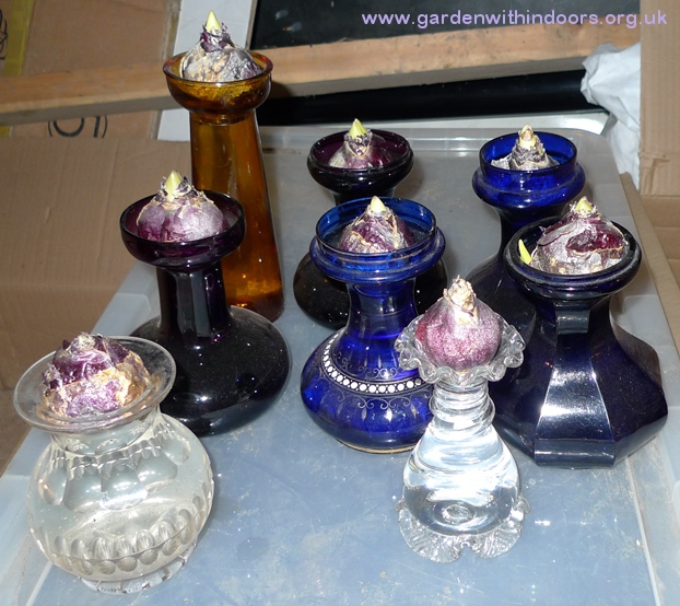 hyacinths still in the dark