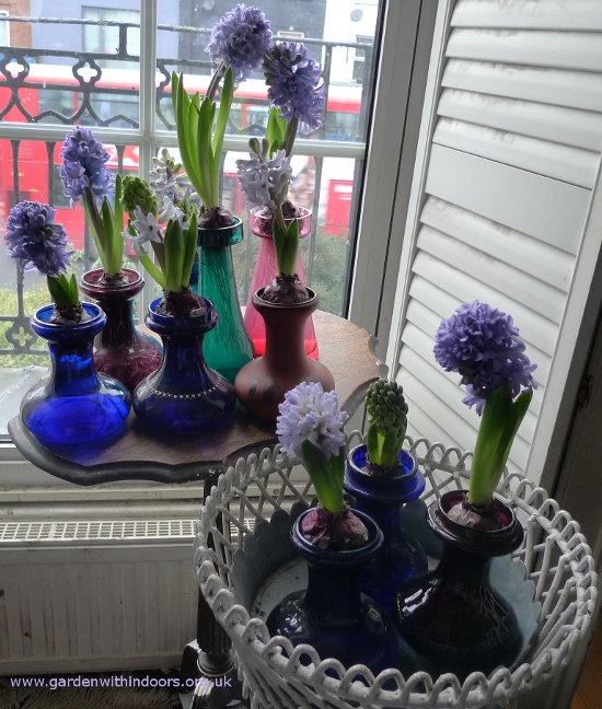 forced hyacinths in bloom in hyacinth vases