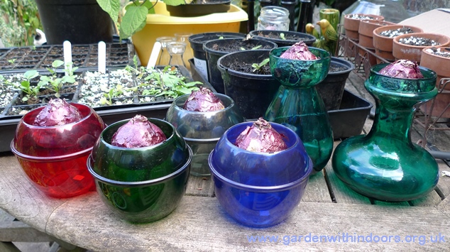 keil plastic hyacinth vases with hyacinth bulbs and teal vintage glass hyacinth vases