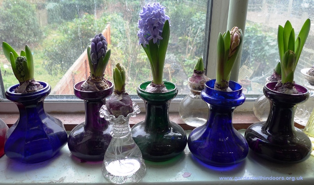forced hyacinths in hyacinth vases