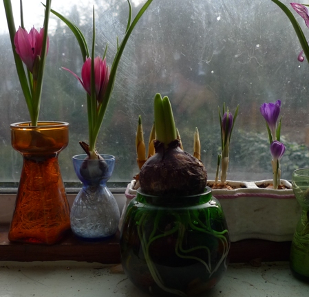 end of January latest small bulbs