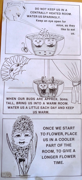 How to Grow the Hyacinth for Bowls side 2