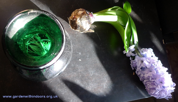 hyacinth with torn off roots