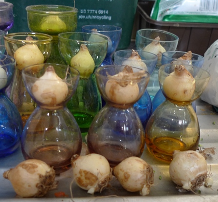 muscari bulbs and crocus vases