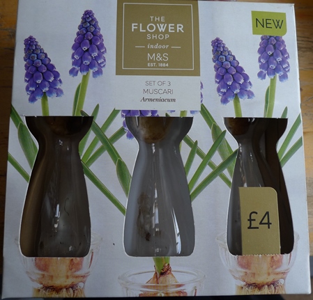 M+S muscari bulb forcing set