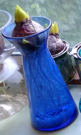 hyacinth bulb with bulblet