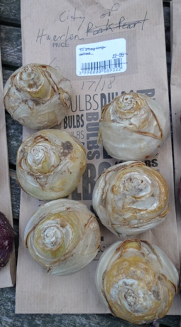 prepared City of Haarlem hyacinth bulbs