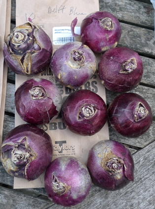 prepared Delft Blue hyacinth bulbs