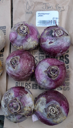 prepared Jan Bos hyacinth bulbs