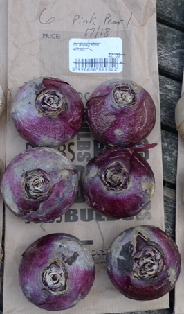 prepared Pink Pearl hyacinth bulbs