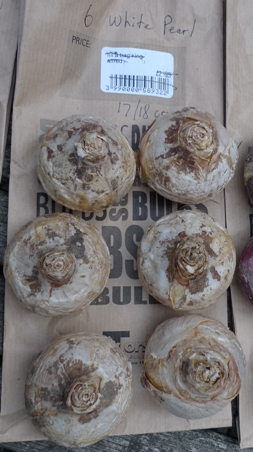 White Pearl prepared hyacinth bulbs
