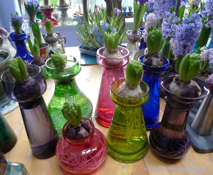 forced hyacinths